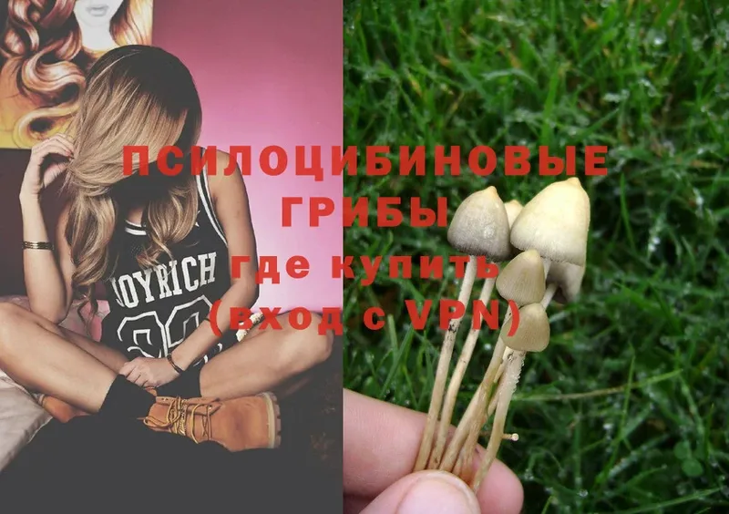 сколько стоит  Белозерск  Галлюциногенные грибы Magic Shrooms 